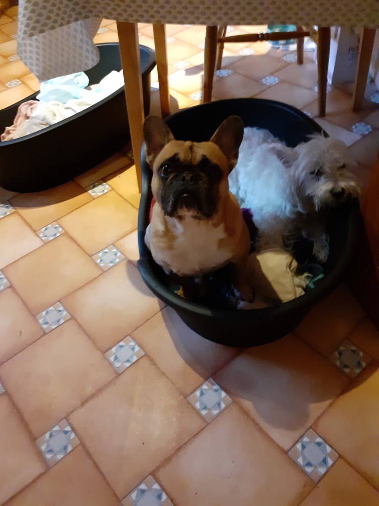 Ronny Punctuation Dogs