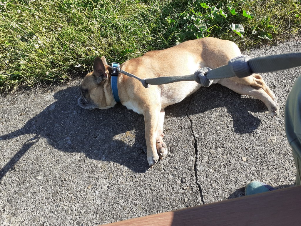 Bruce Dog